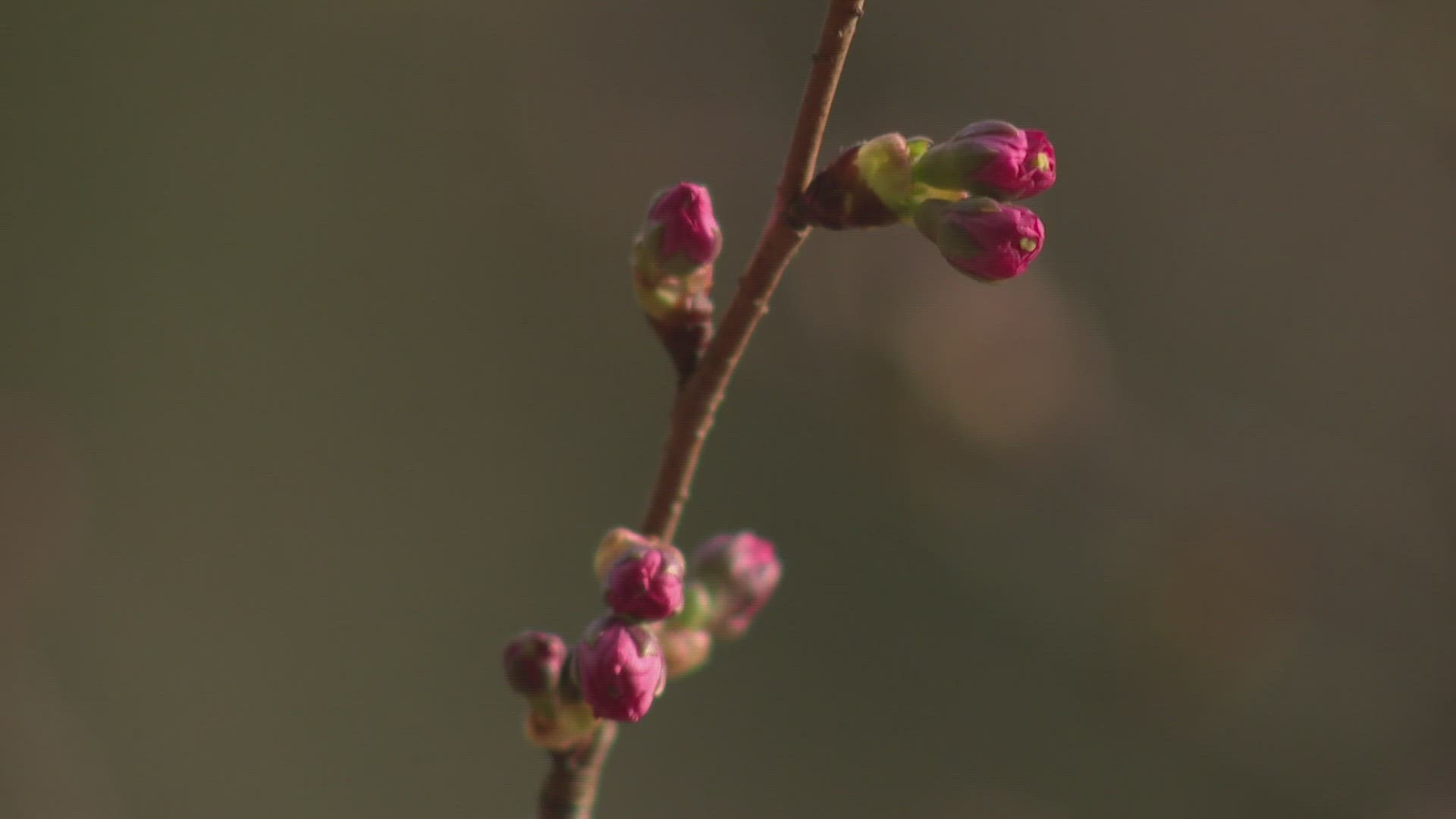 Want to avoid the crowds? Head to Meadowlark Botanical Gardens.