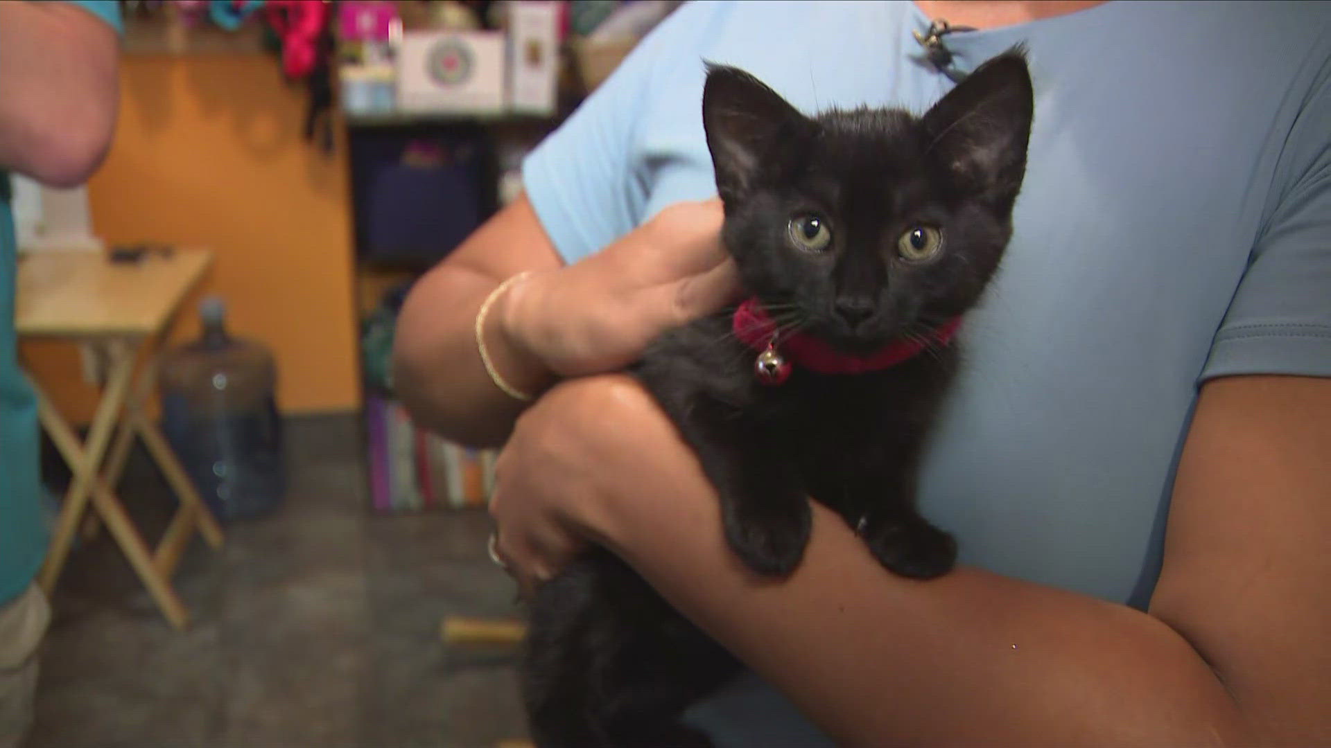 How to adopt pets lost during Hurricane Helene | fox43.com
