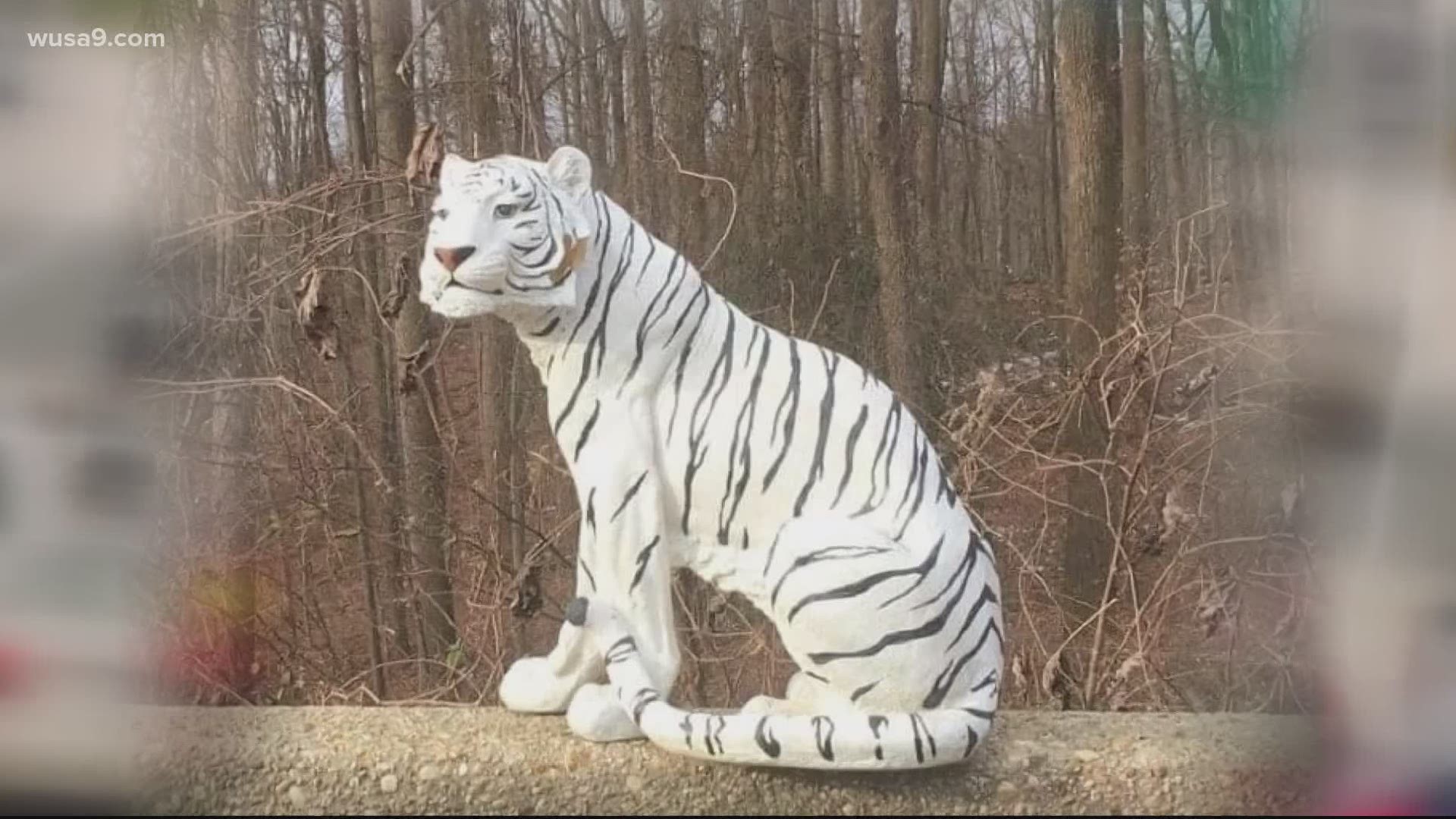 tn white tiger