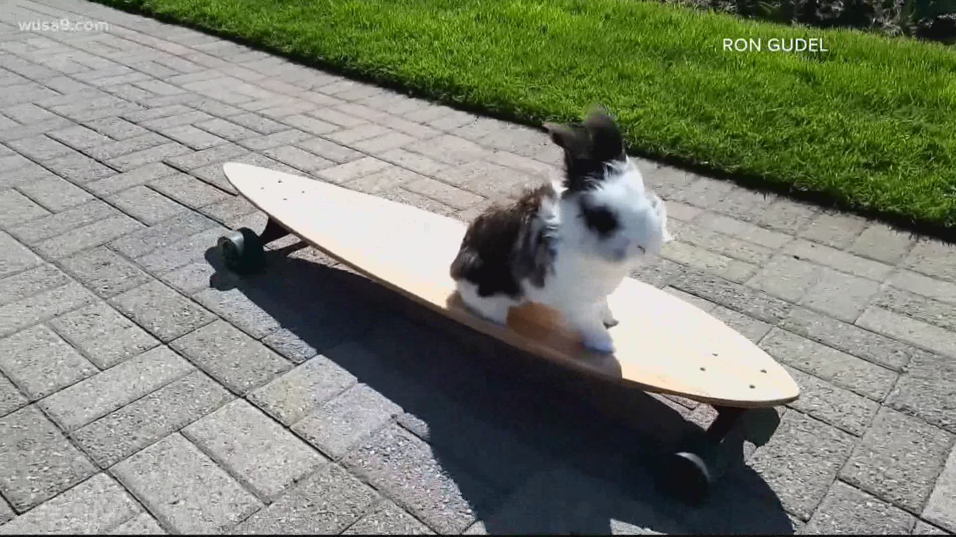 Spring weather means Cookie can cruise on his board once again.