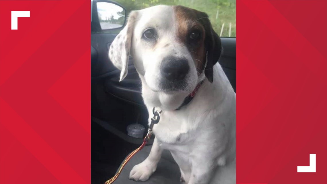 Dog Adopted By Retirement Home Day Before Euthanasia Rocketcitynow Com