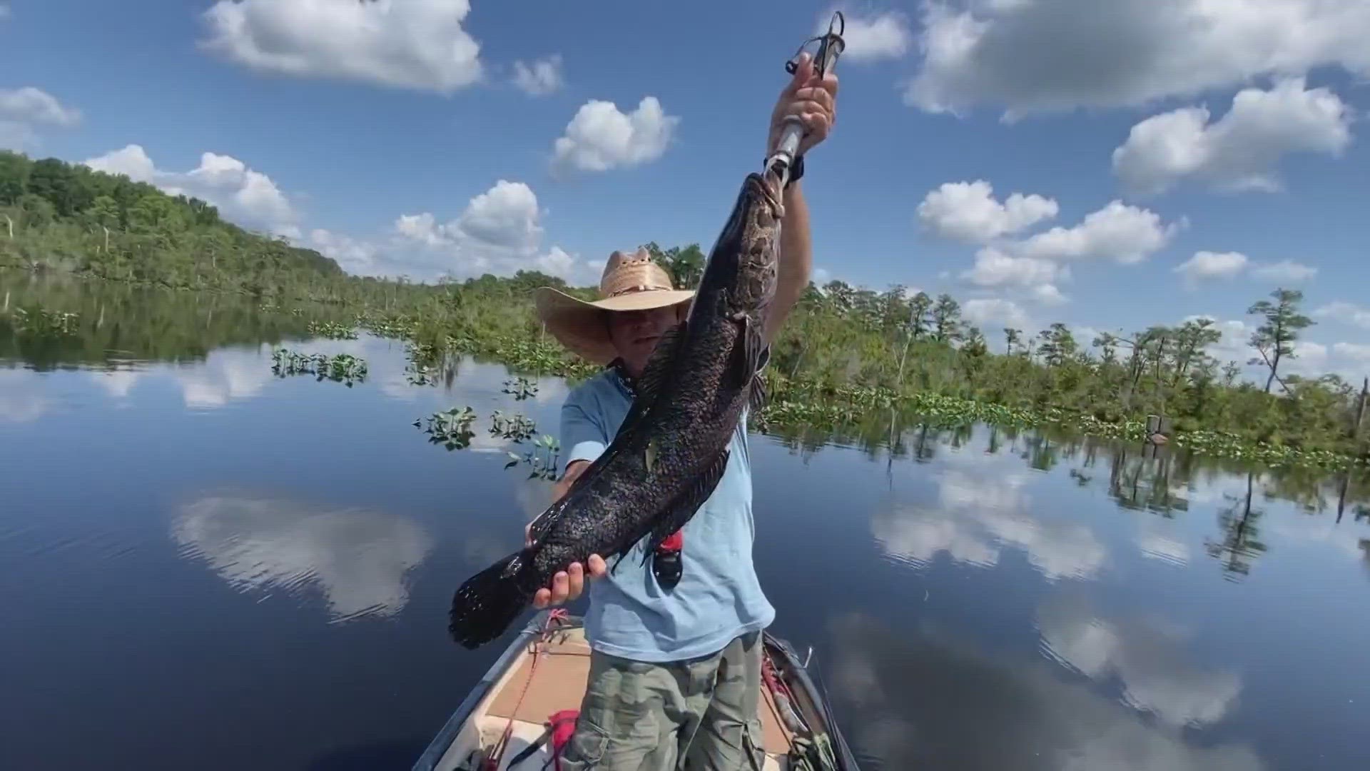 This is a mouth only a mother could love. It belongs to an invasive fish specific from China called 'The Snakehead.'