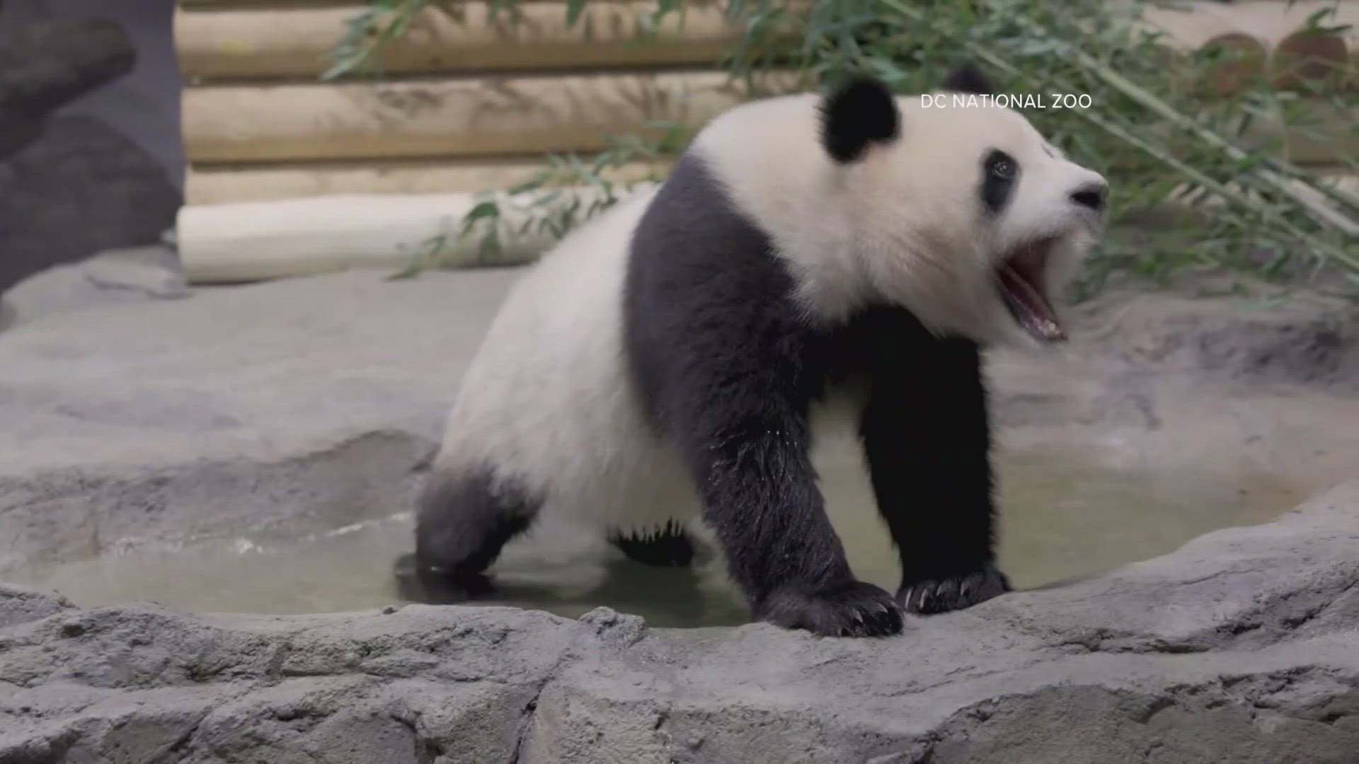 National zoo experts picked up on the two new giant pandas personalities. It seems that Bao Li is the extrovert and Qing Bao - the introvert.