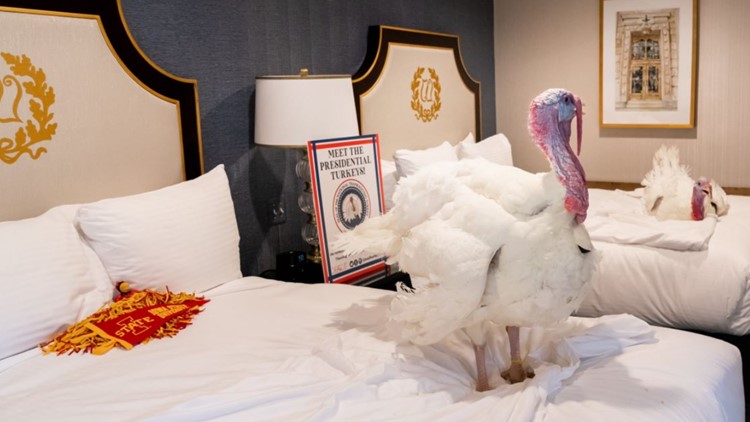 Presidential turkeys arrive in DC ahead of annual White House Turkey Pardon