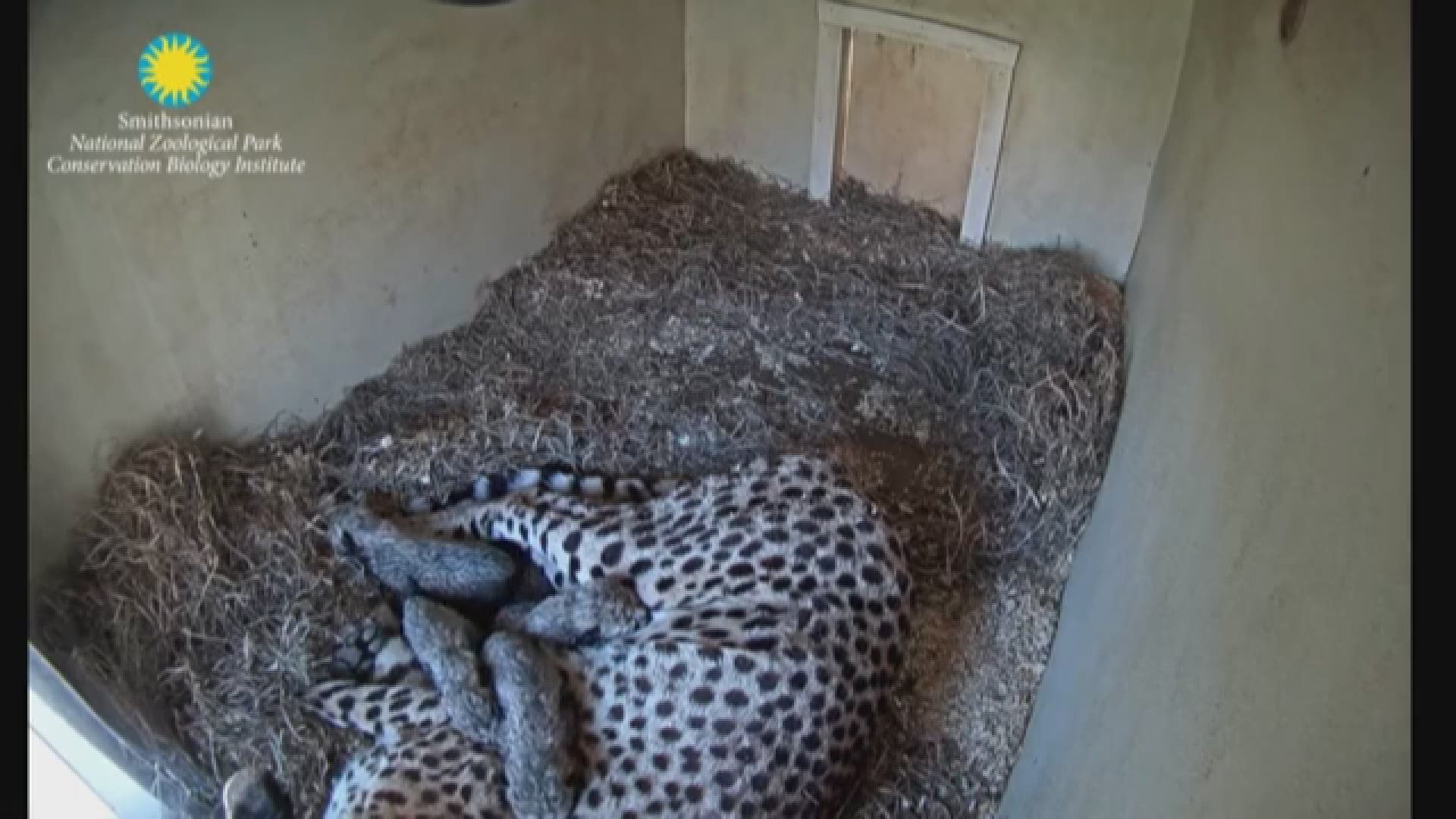 Tune in to the cheetah cub cam to watch the babies in their first few days of life.