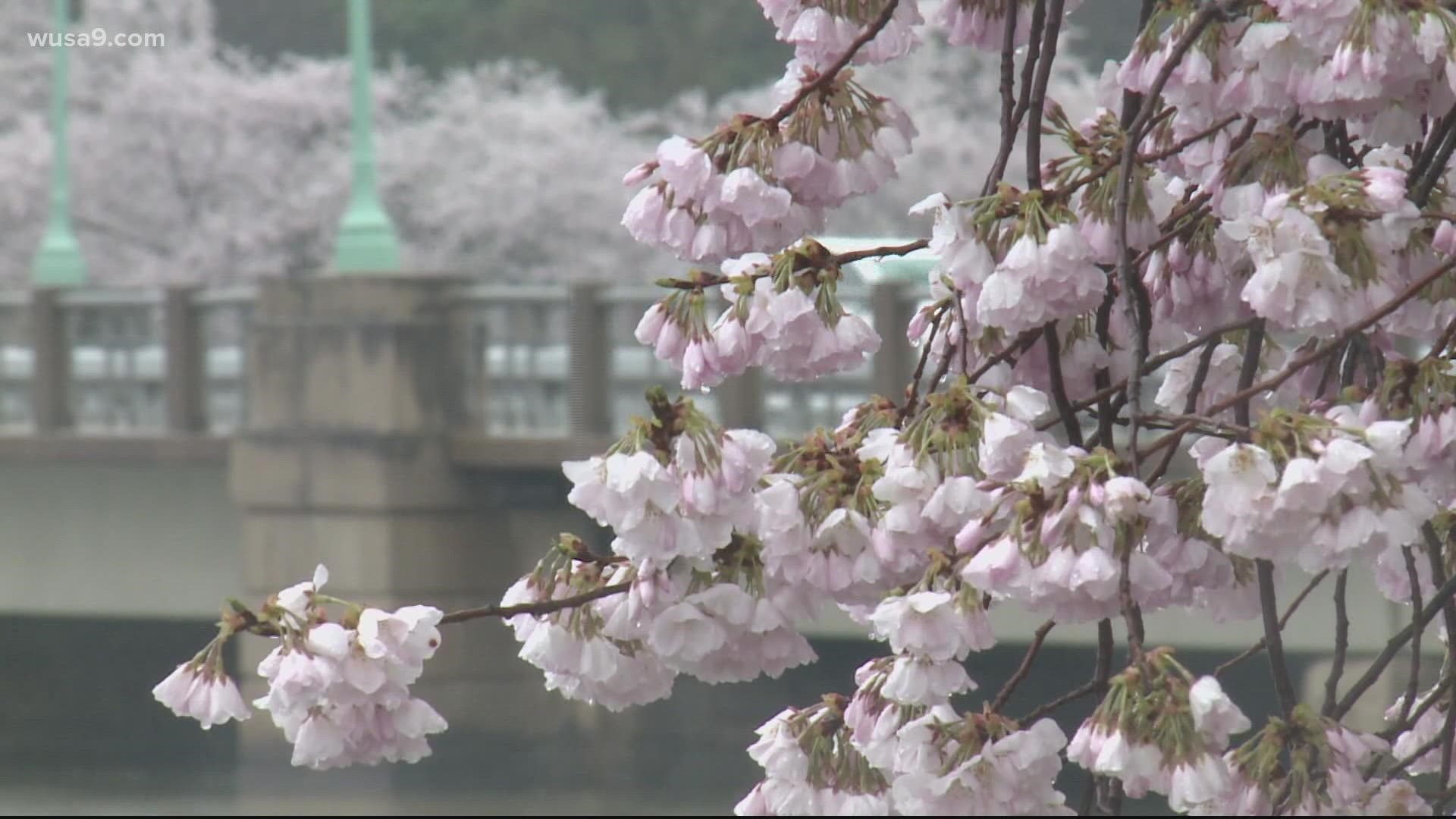 The National Park Service explained how they made their projection that 'peak bloom' would be between March 22 and March 25.