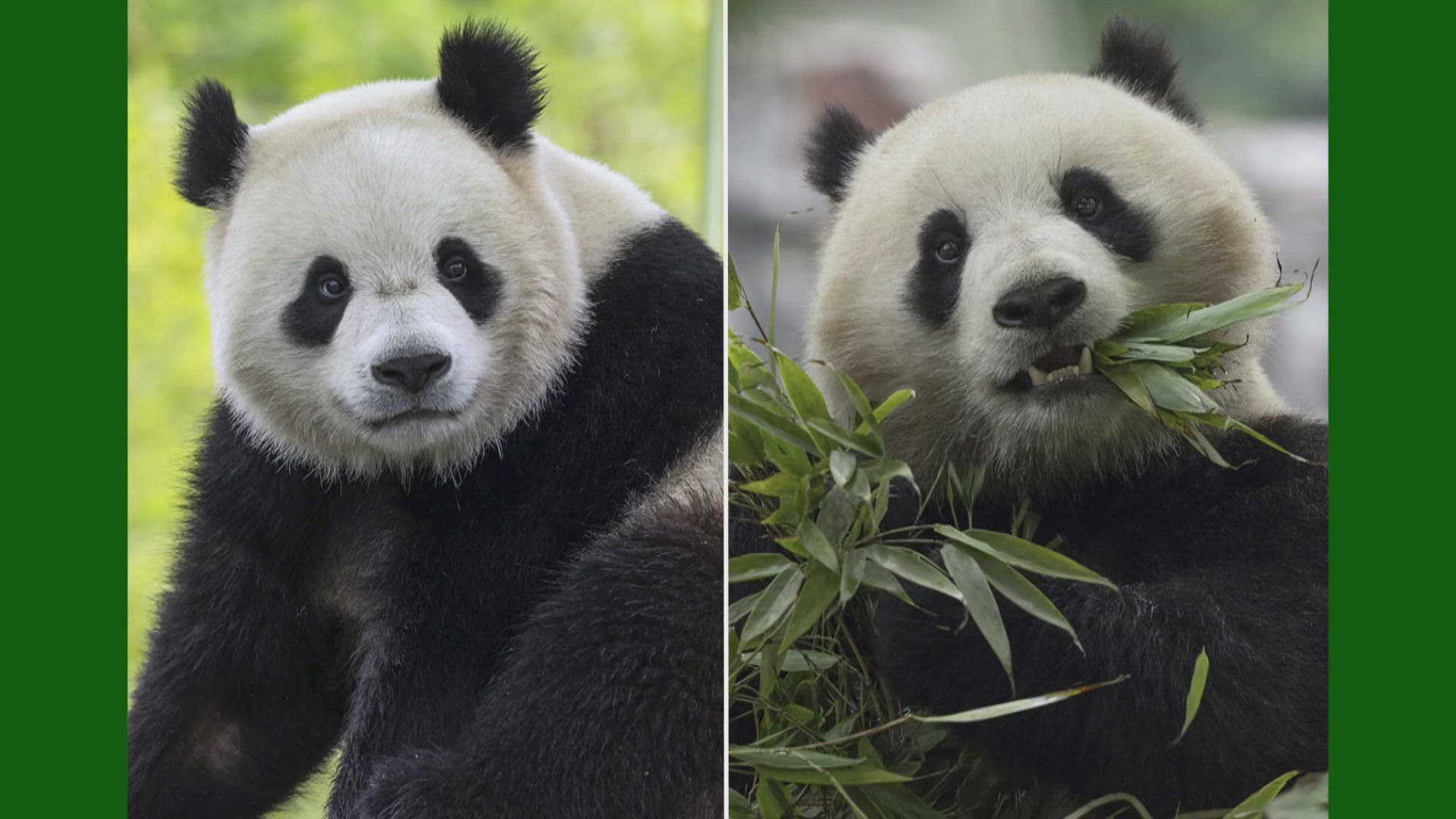 Bao Li and Qing Bao arrived at Dulles International Airport on Tuesday morning.