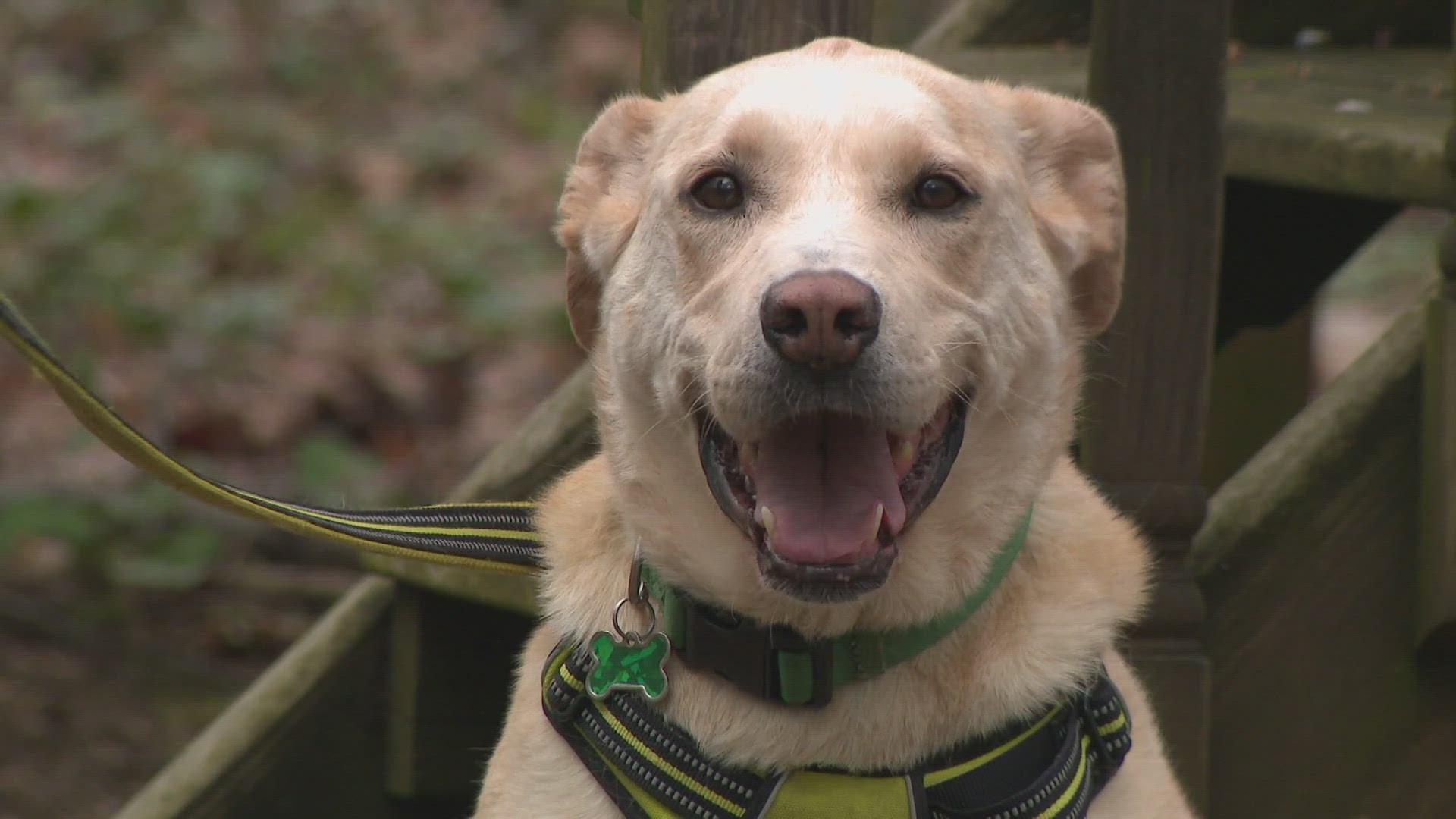 The BRAVE dog that saved a woman from a coyote in Montgomery County is OKAY and back home recovering.