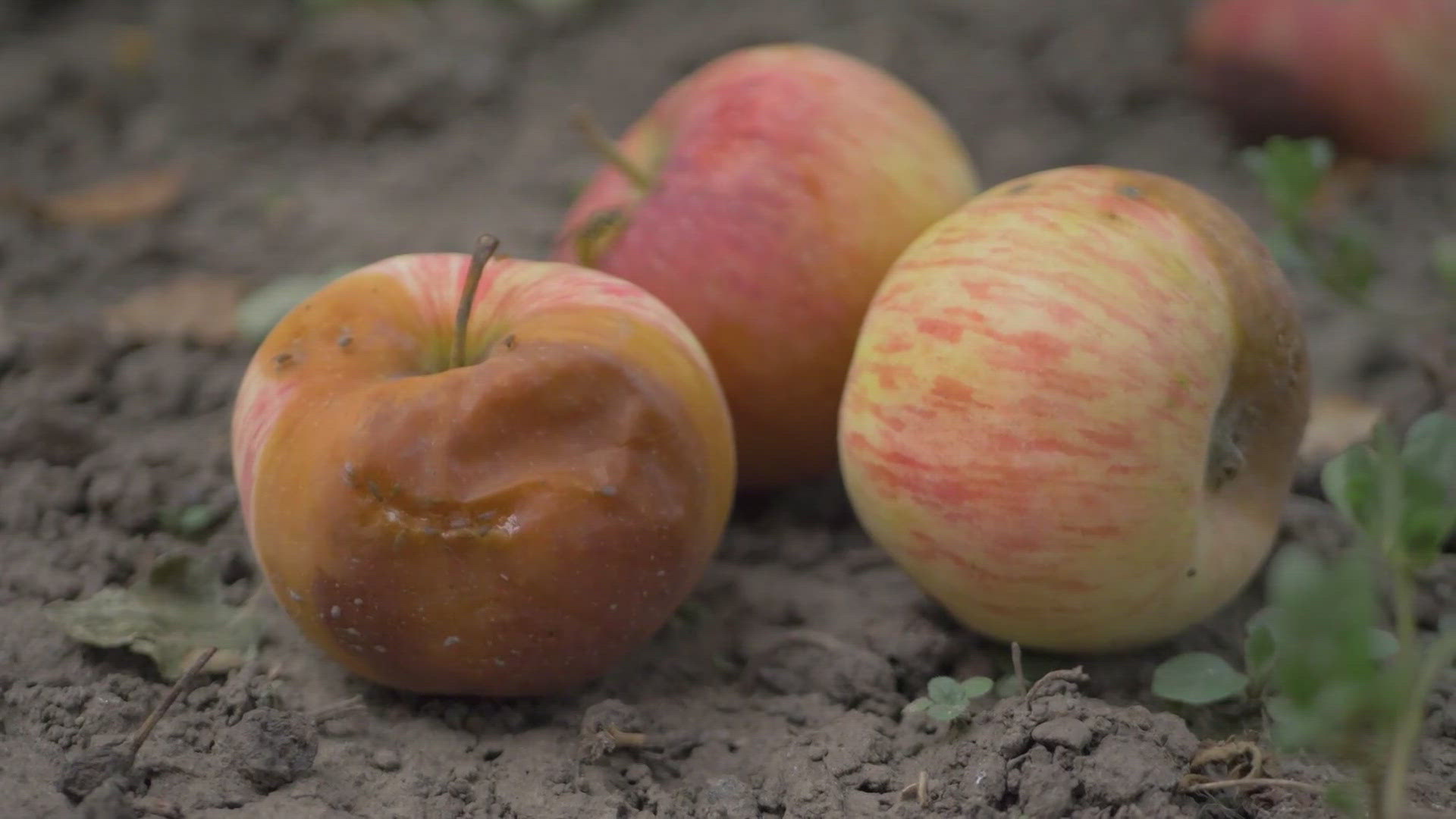 Engineers at UMD are using crab shells to extend the life of your produce.