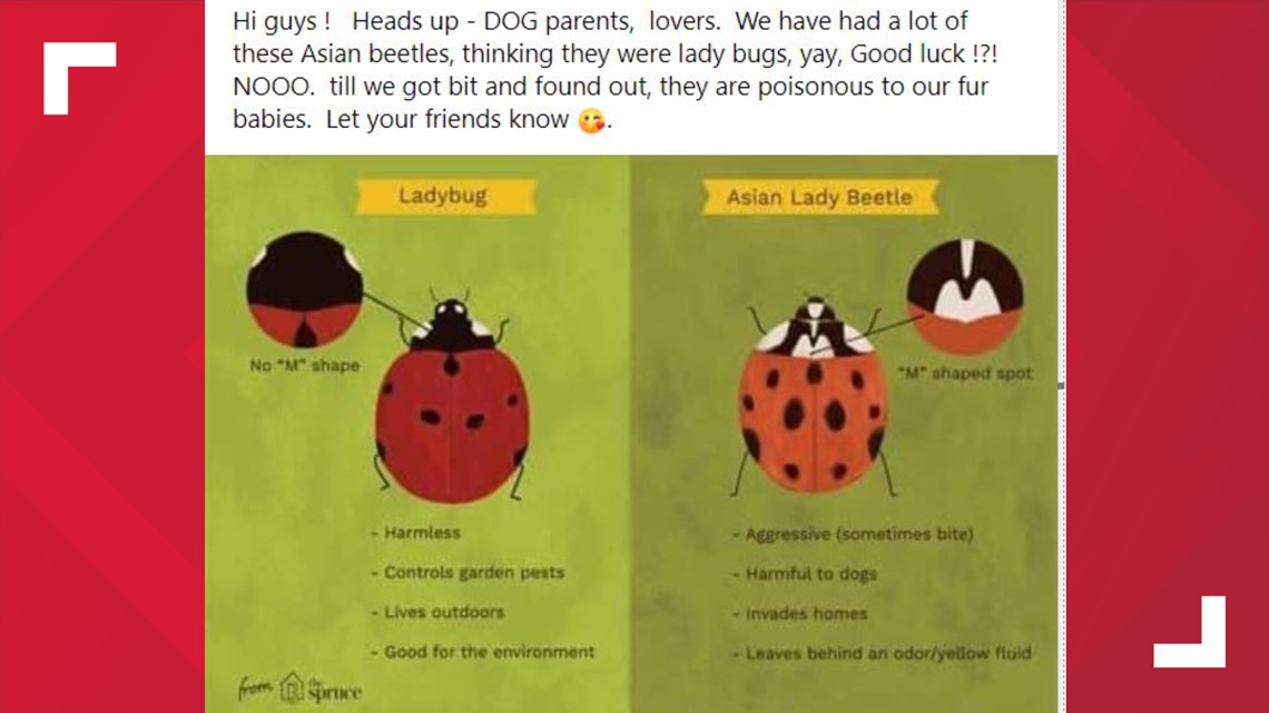 Are Lady Bugs Poisonous?