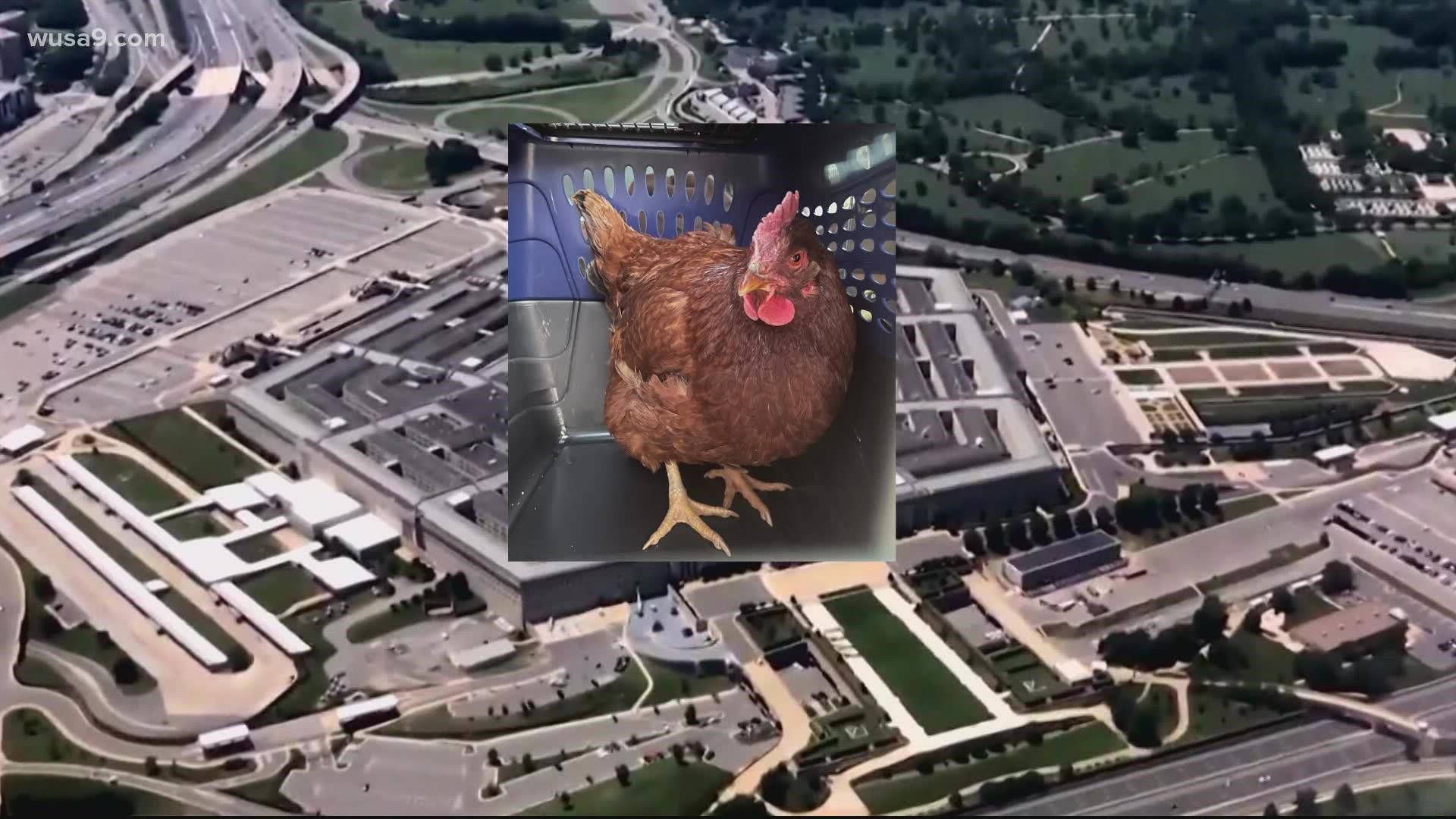Animal control officers are looking for a home for a chicken they found wandering around the Pentagon early Monday morning.