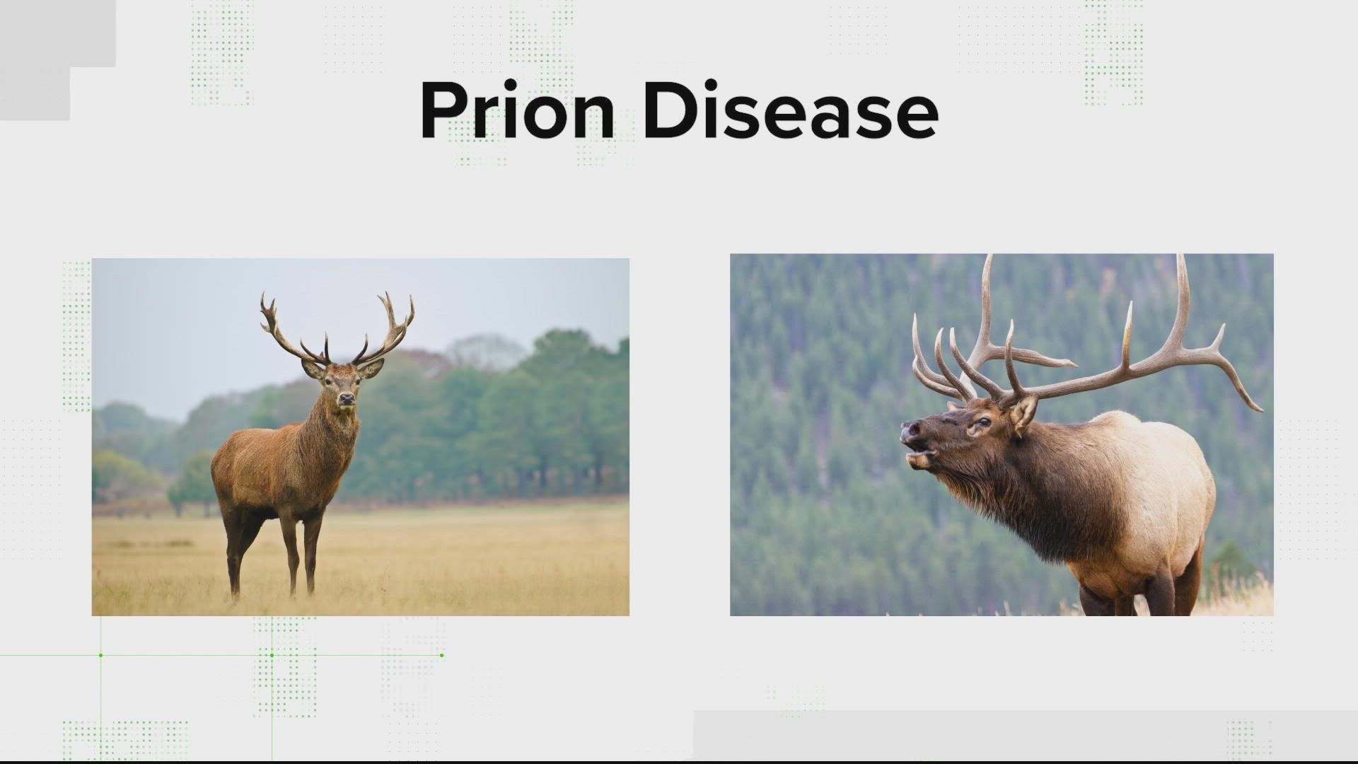 What Is Chronic Wasting Disease And Can You Catch It VERIFY Fox43 Com   86193b9e E4b3 4d20 Af4c 03df863bd2fb 1920x1080 