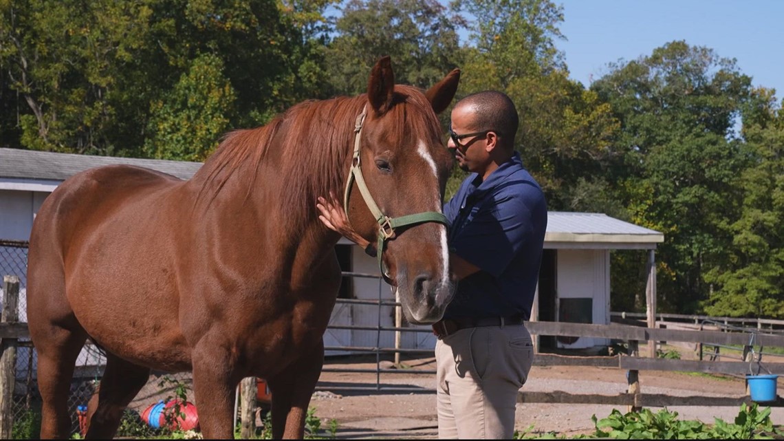 Gaithersburg, MD horse rescue helping animals – and veterans too - Vimarsana News