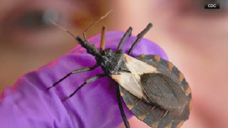 San Diego confirms first locally acquired case of Chagas disease spread by the kissing bug