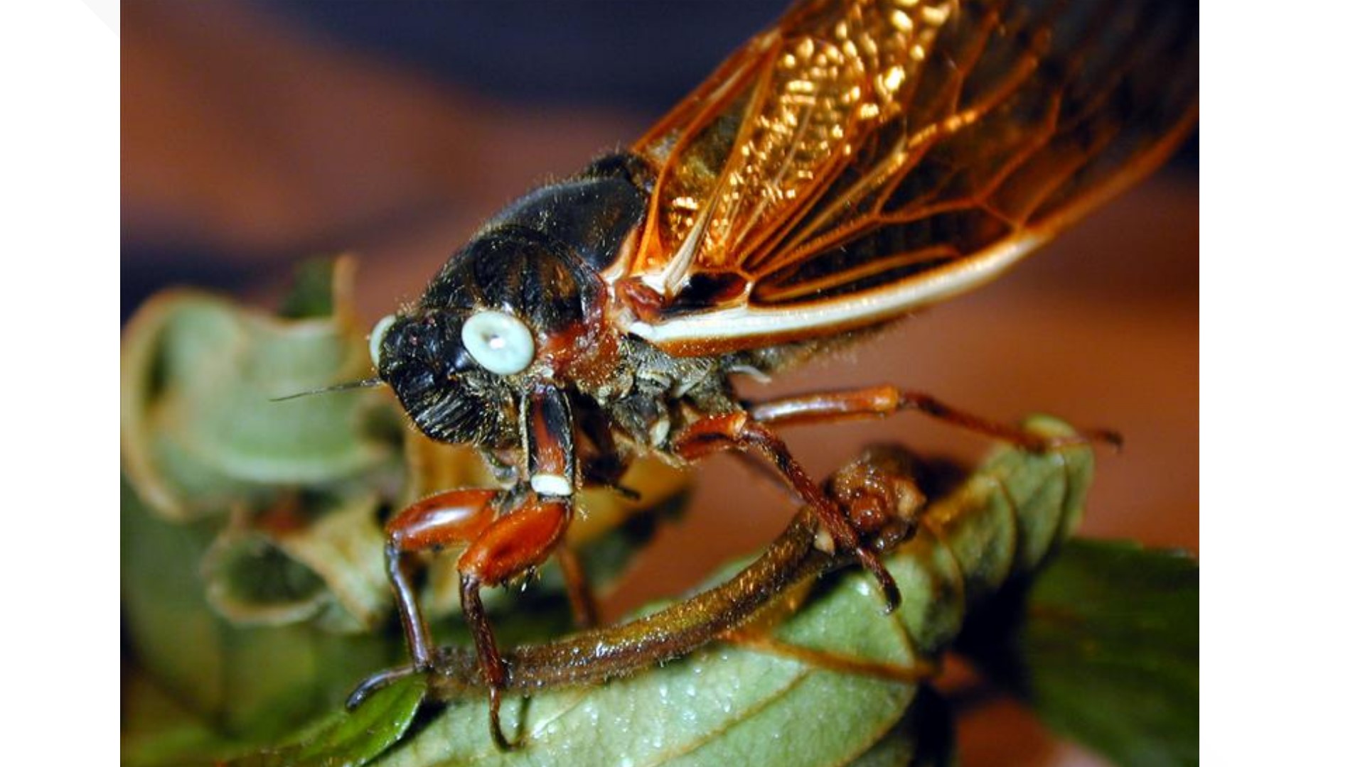 The VERIFY Team looked into a dubious online rumor that a blue-eyed cicada can be worth $1,000. This is false.