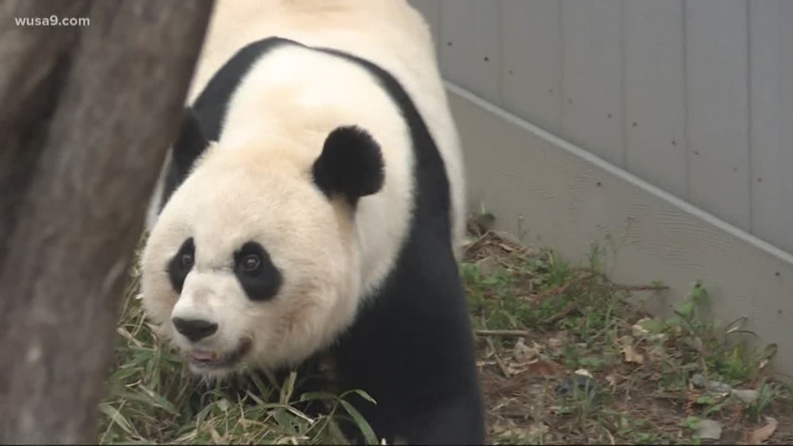 Baby panda on the way? | National Zoo's Mei Xiang artificially inseminated | verifythis.com