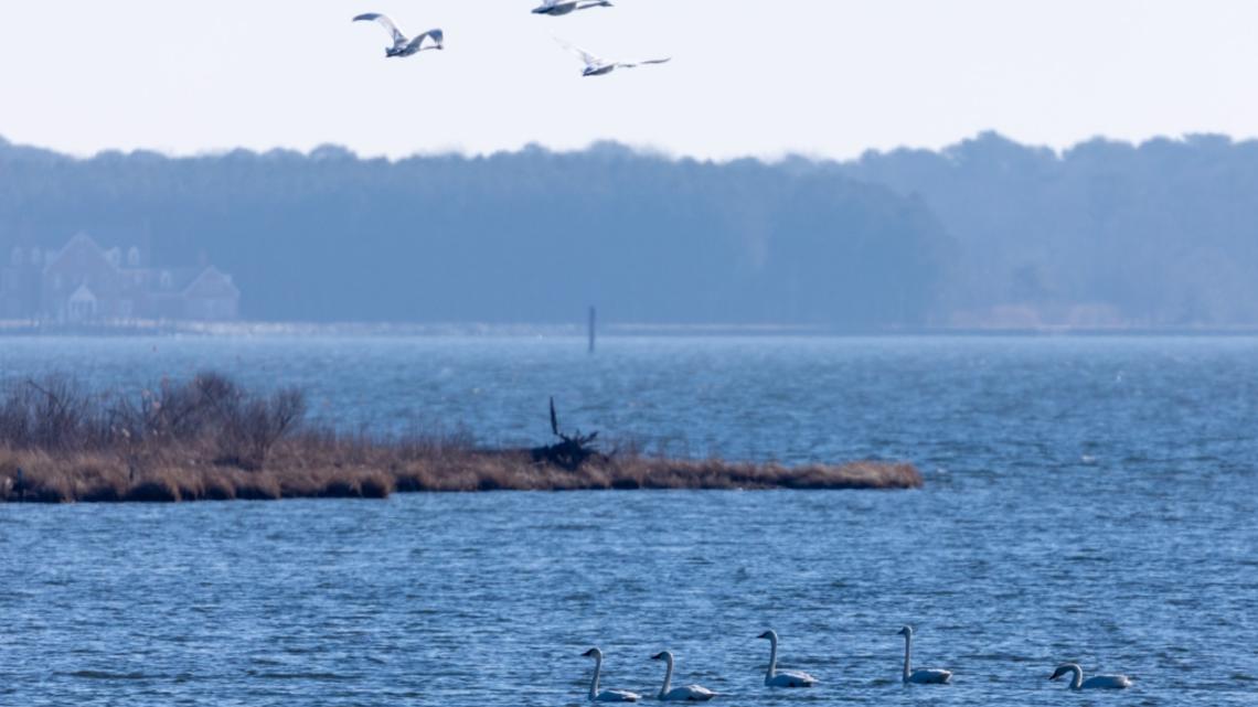 The Chesapeake Bay is warming at a rapid rate