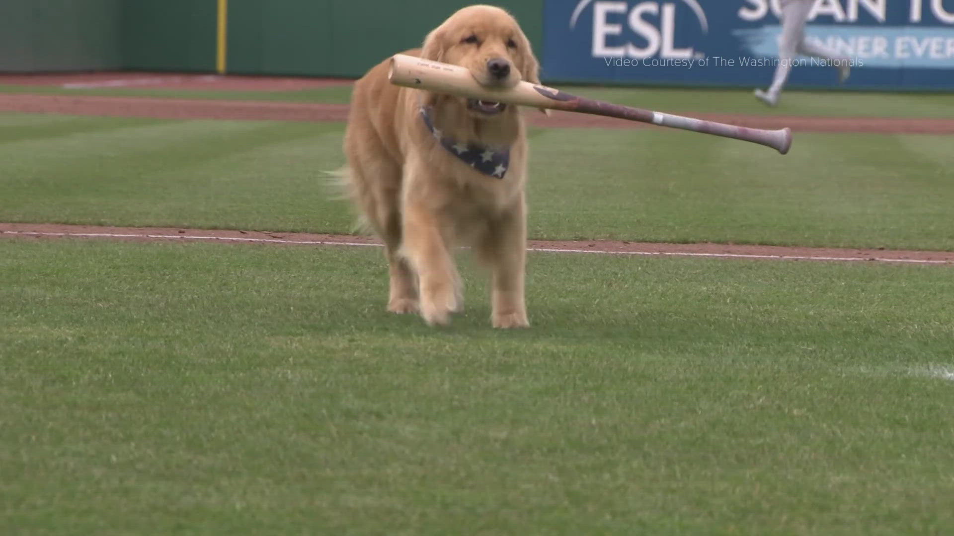 Retrieving bats is Bruce's specialty. 
