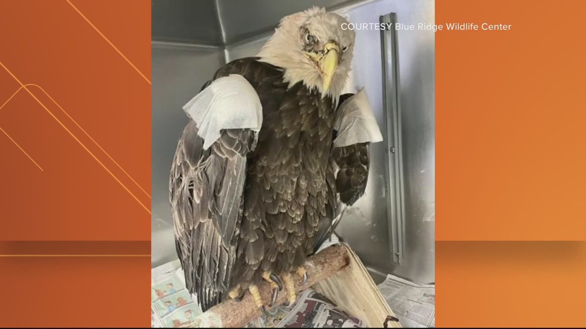 The eagle was brought in to the Blue Ridge Wildlife Center in February with a skull fracture