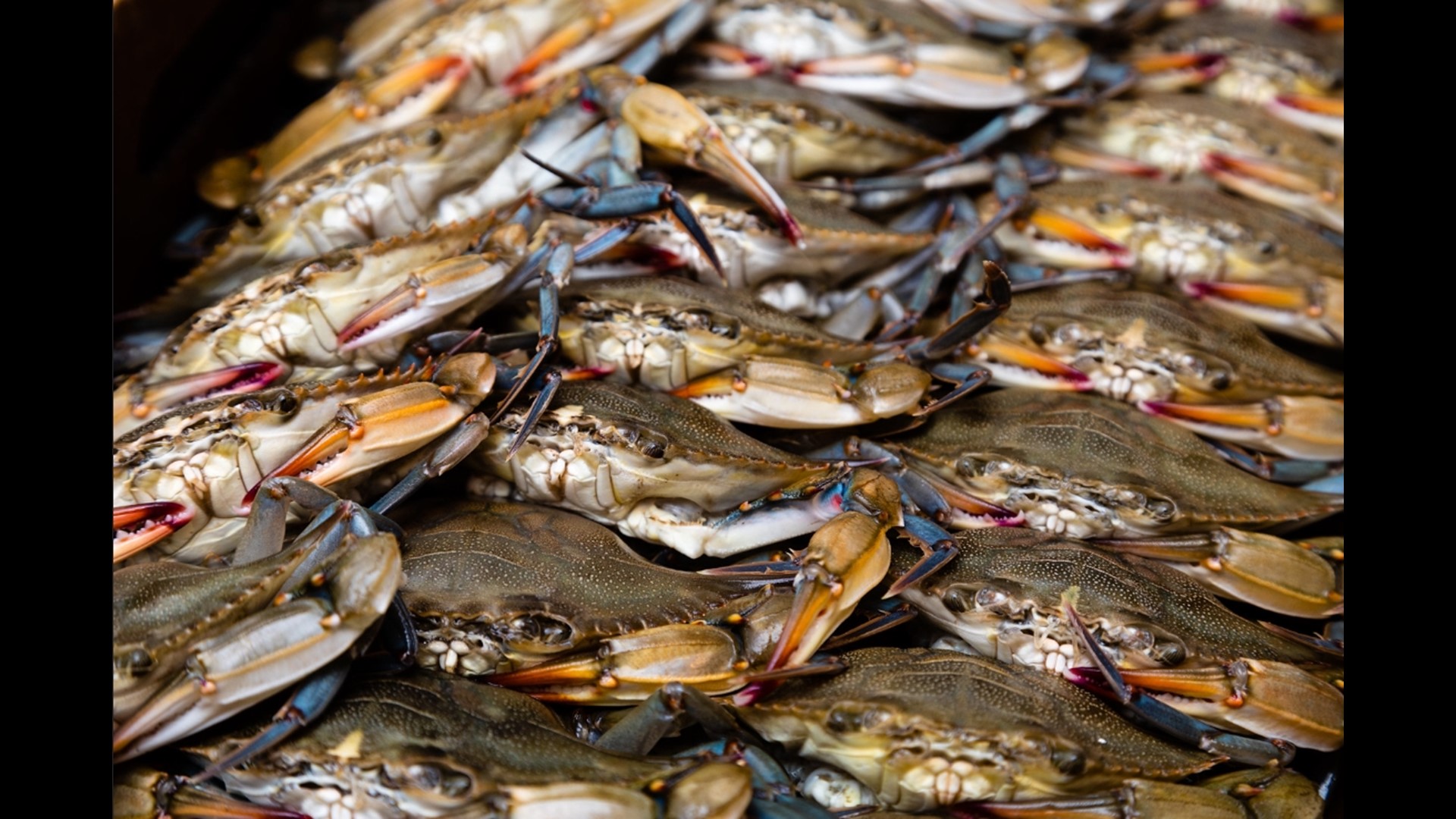 The Chesapeake Bay is warming at a rapid rate