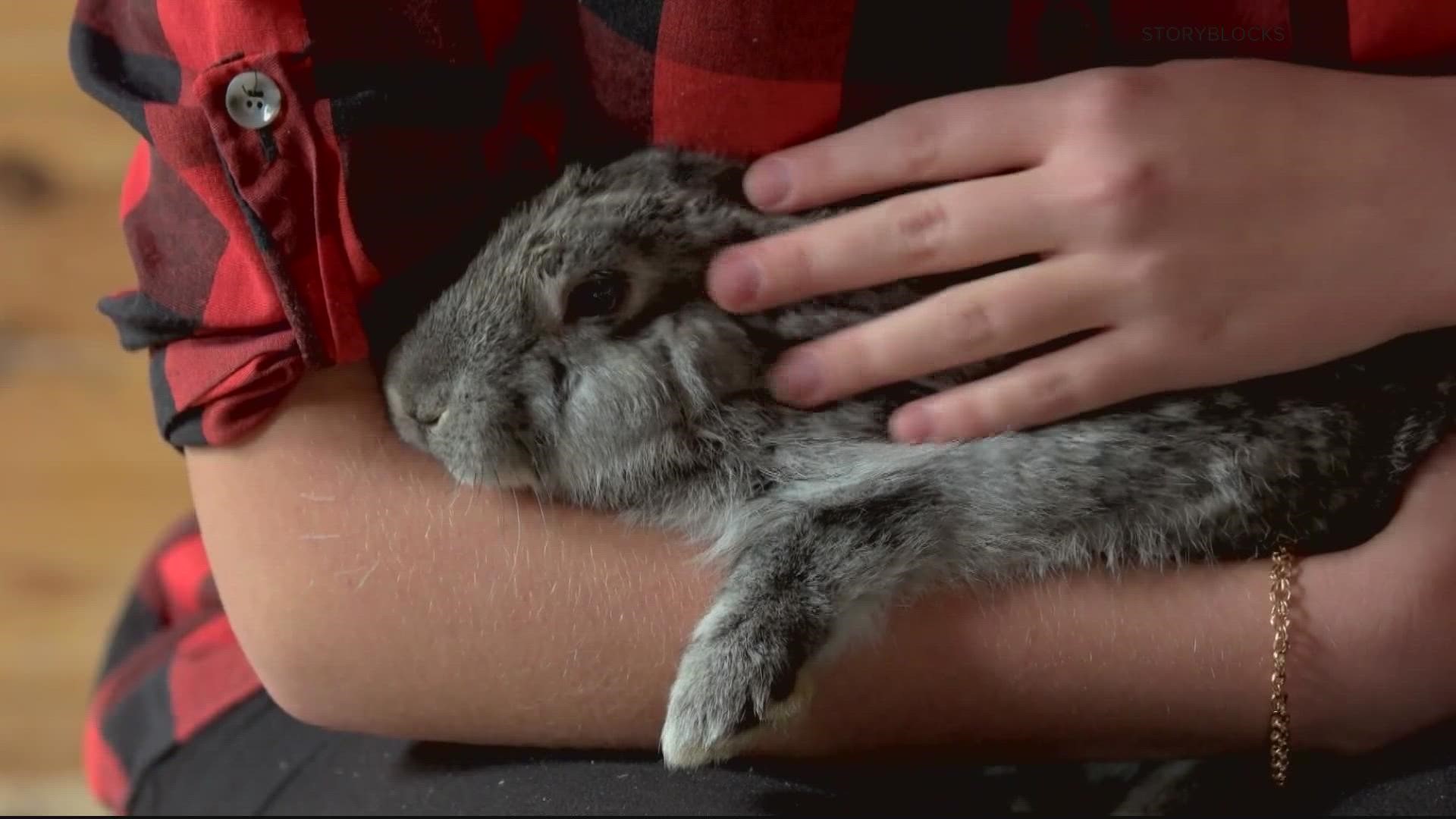 People across social media are urging others to not include live bunnies in their Easter baskets