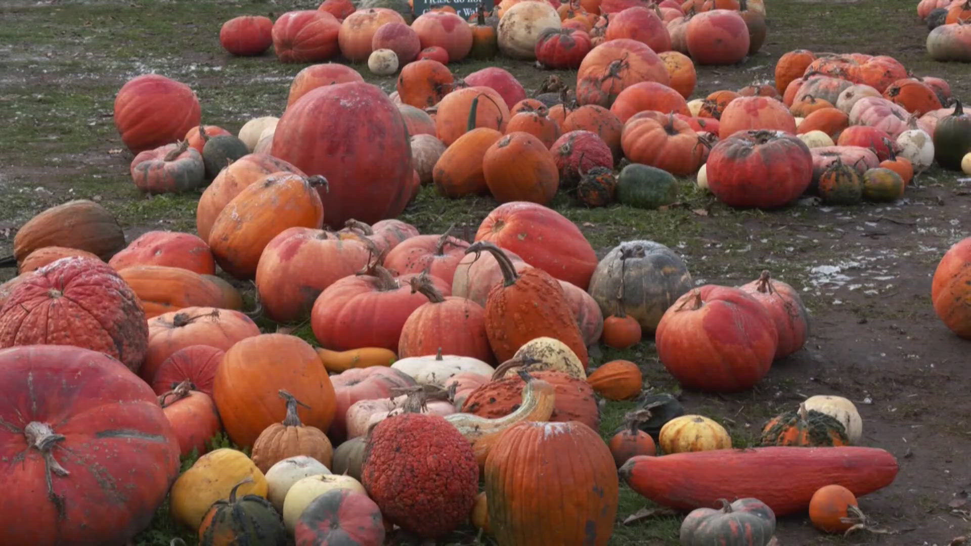 What should you do with your pumpkin when the season is over?