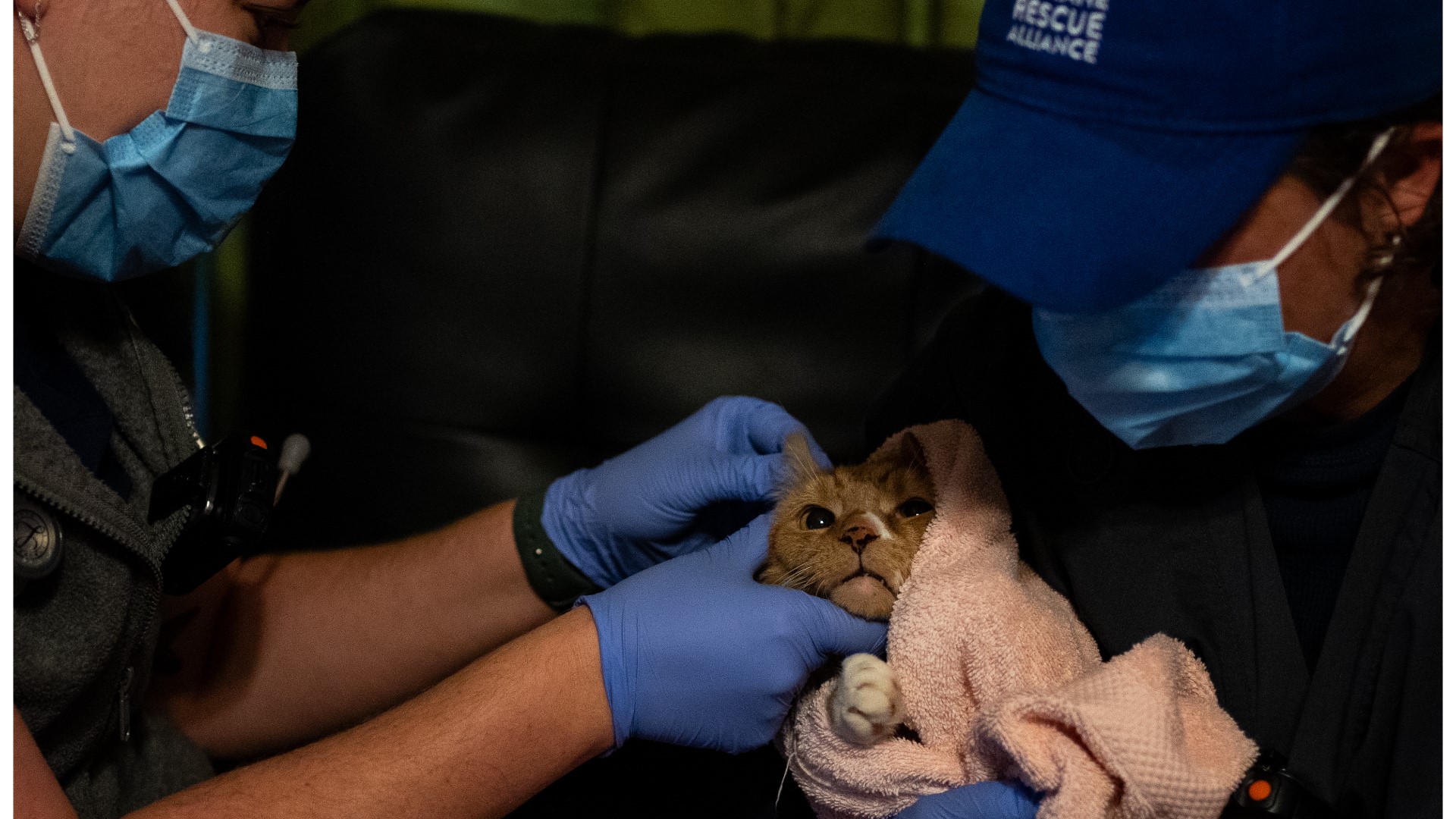 Dr. Kelsey Gerbig & Stormy Farr from The Humane Rescue Alliance discuss how your donations support its Field Veterinary Program on this Giving Tuesday!