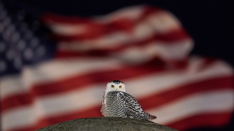 'A piece of the Arctic in downtown DC' | Snowy owl visitor leaves crowds in awe