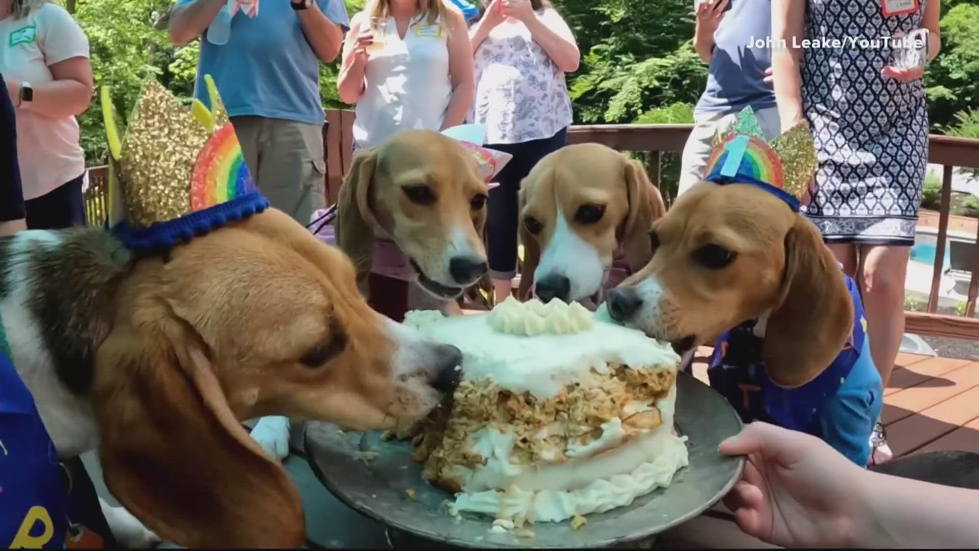 These dogs were among the THOUSANDS of Beagles rescued last year from a breeding center that sold dogs to labs that conducted experiments on animals in Virginia.