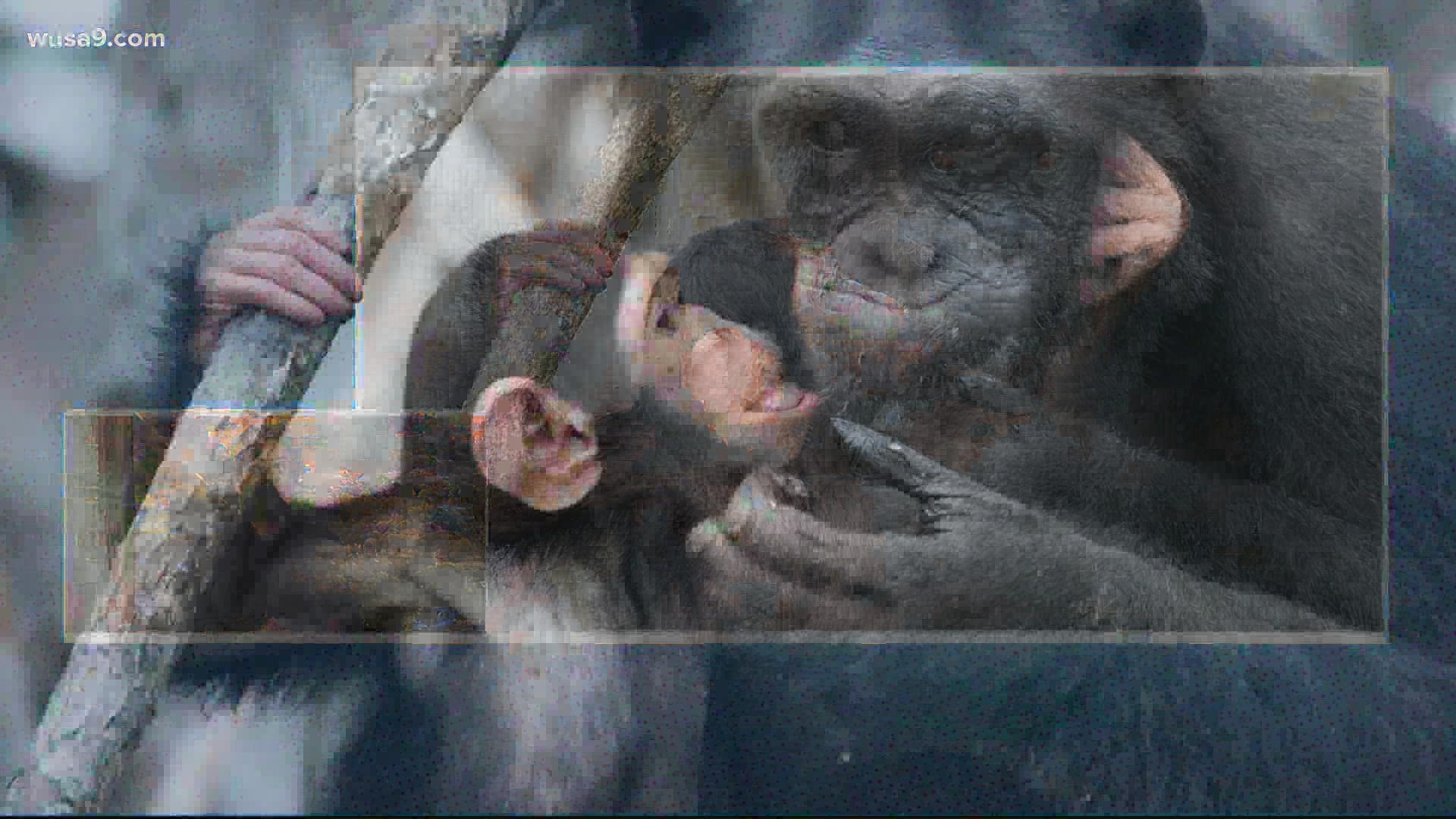 A new study found that apes exchange gestures to begin and end interactions.