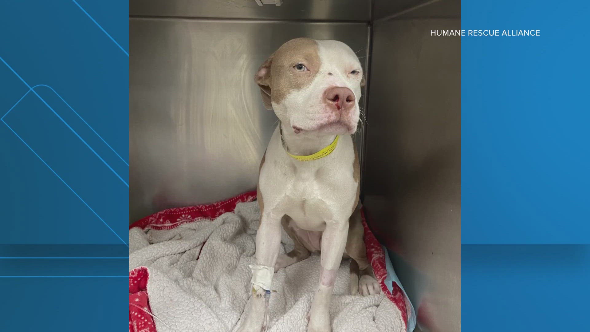 Doctors said that Louisa has been expected to make a full recovery. Her owners said the dog wandered away Wednesday night and came back Friday with a gunshot wound.