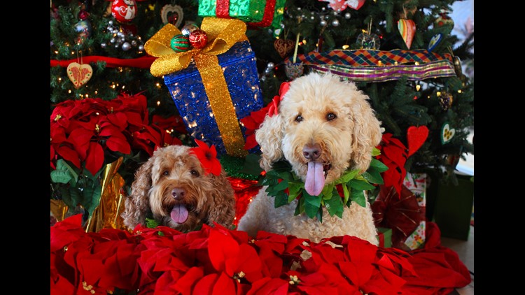 VERIFY: Yes, poinsettias are mildly toxic to pets