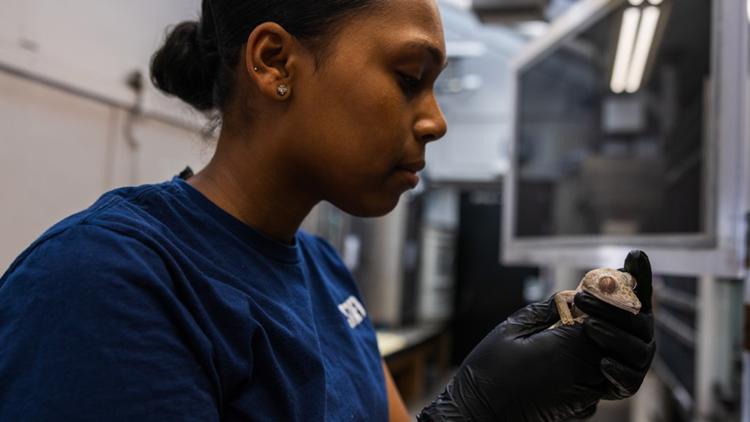 Chemo for a gecko? National Zoo vets go all in to save 3-ounce lizard with tumors