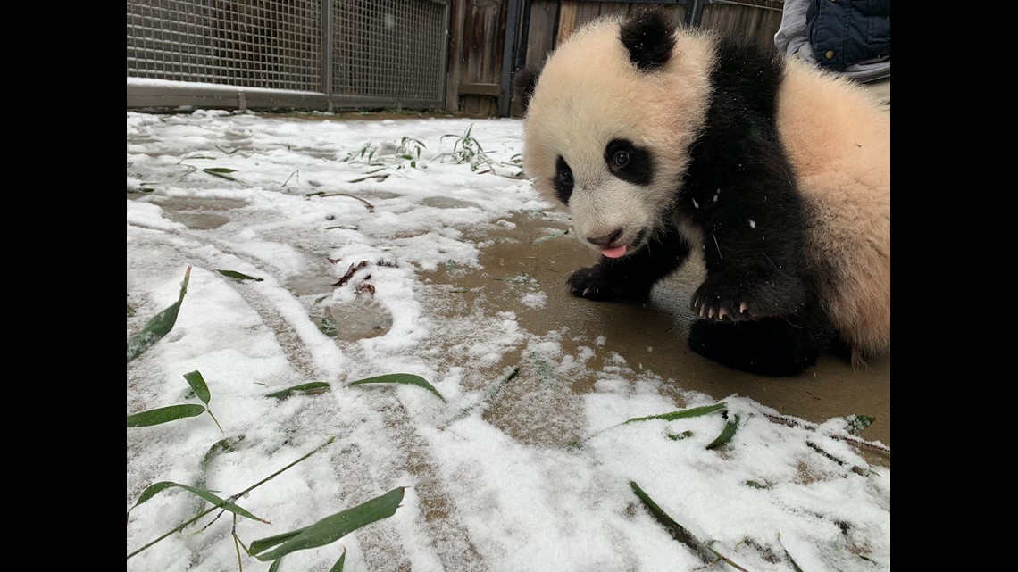 National Zoo panda cam Washington DC snow Giant Pandas