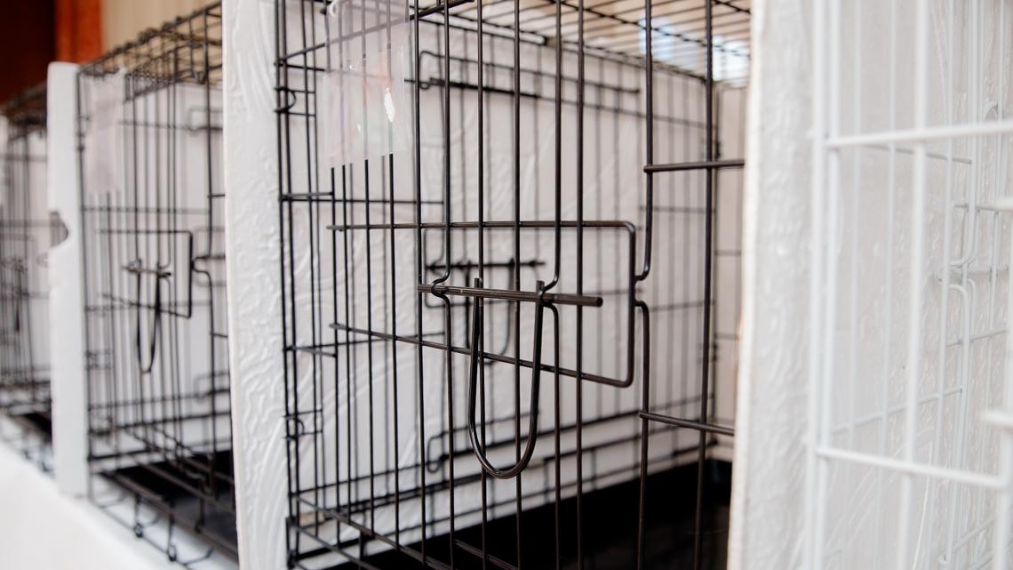 Animal Rescue League of Marshalltown at capacity, to suspend non-emergency intakes