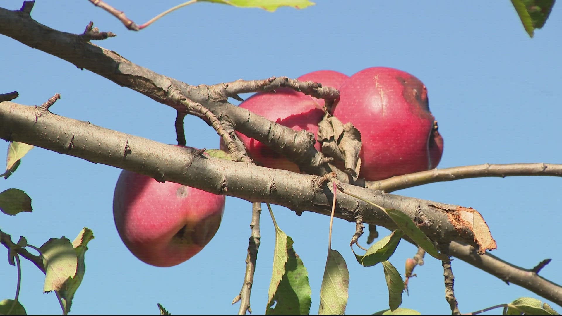 UMD researchers have been working for decades to create two new types of apples that are climate change resistant.