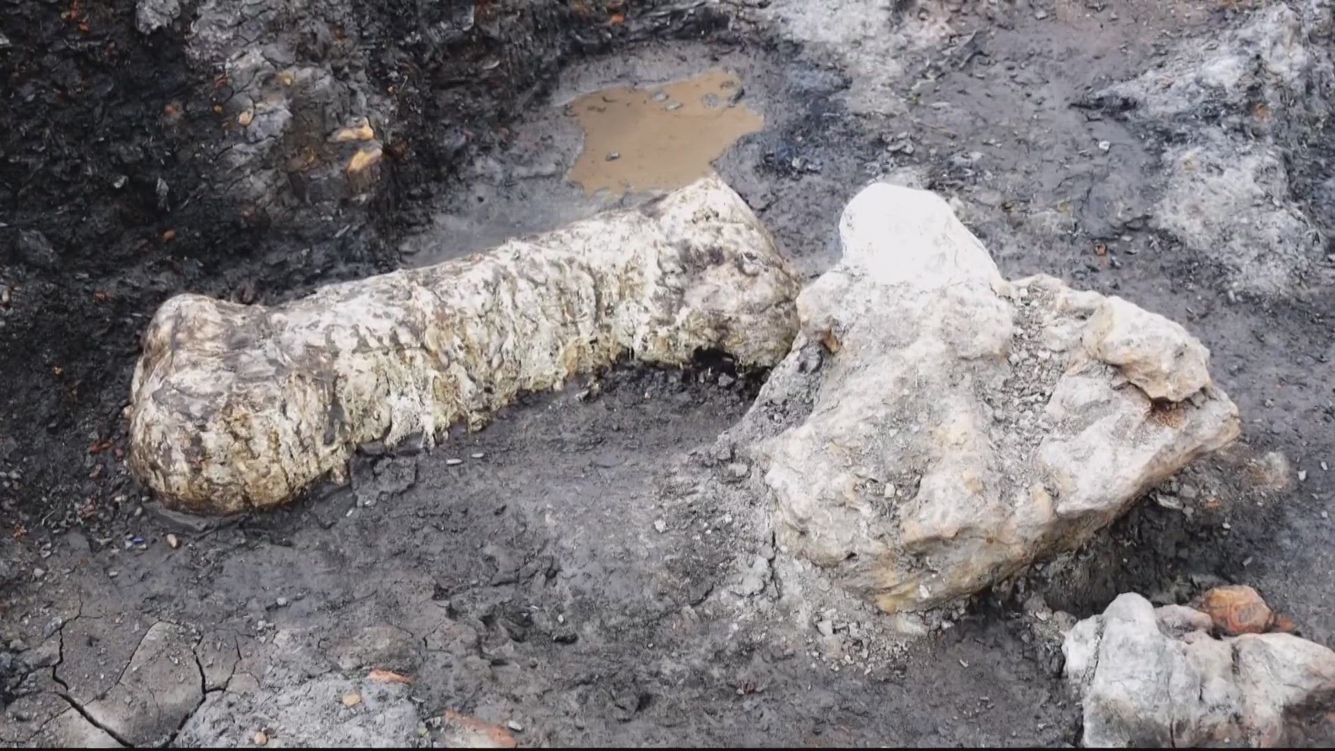 Scientists in Prince George's County just announced the discovery of a massive bed of bones in what's now Laurel.