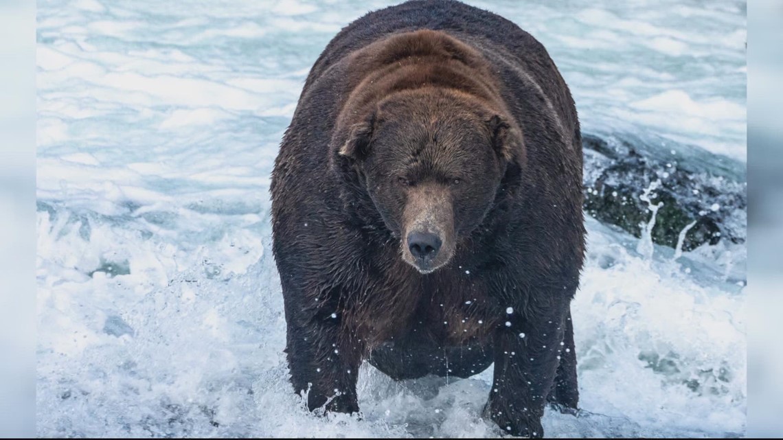 "Fat Bear Week" ends as hibernation approaches in Pa. - Vimarsana News