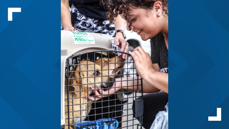 'A blessing' | Puerto Rican shelter dogs, cats arrive in Virginia