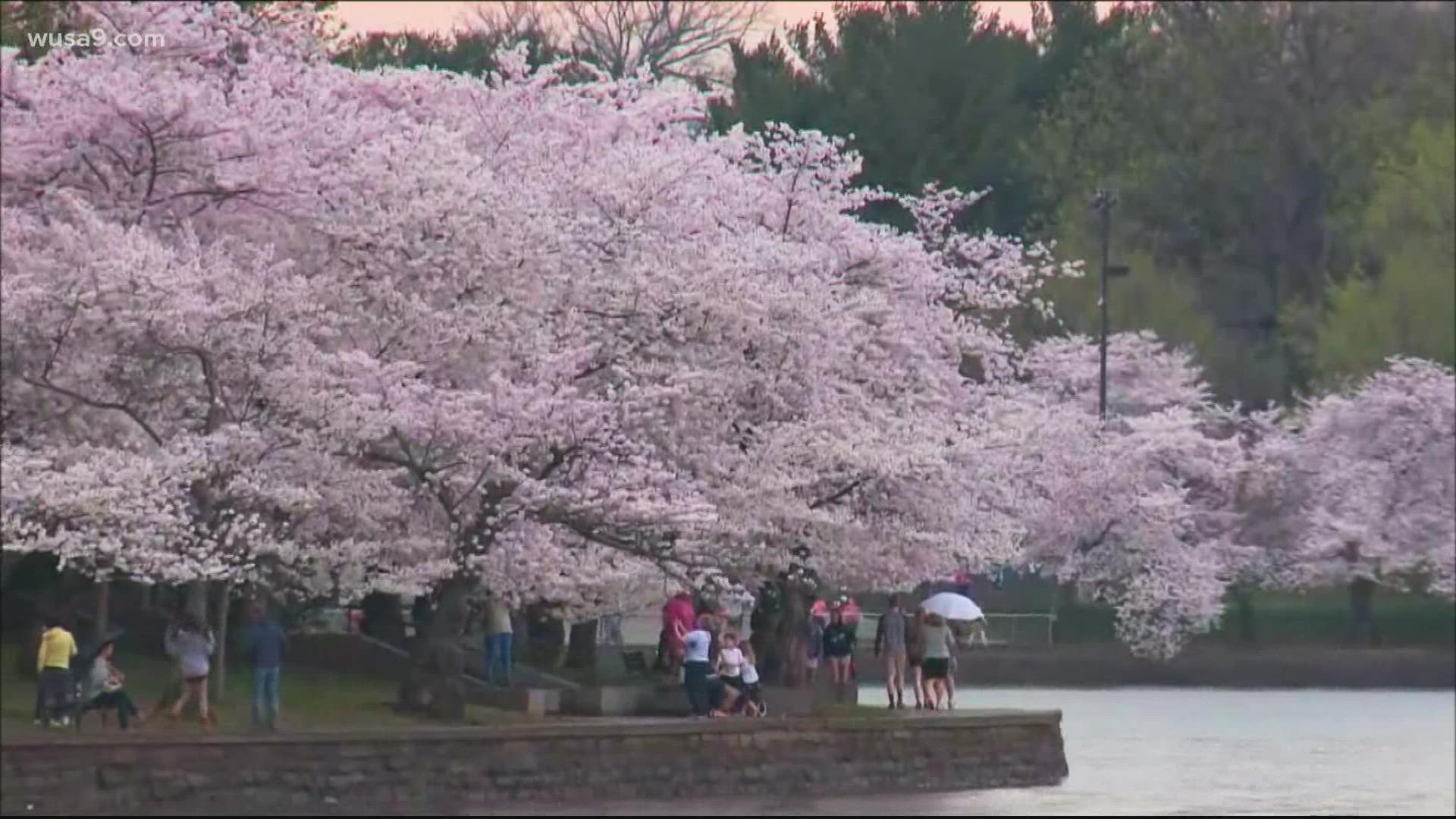 A long-time tradition in D.C. is in full bloom once again.