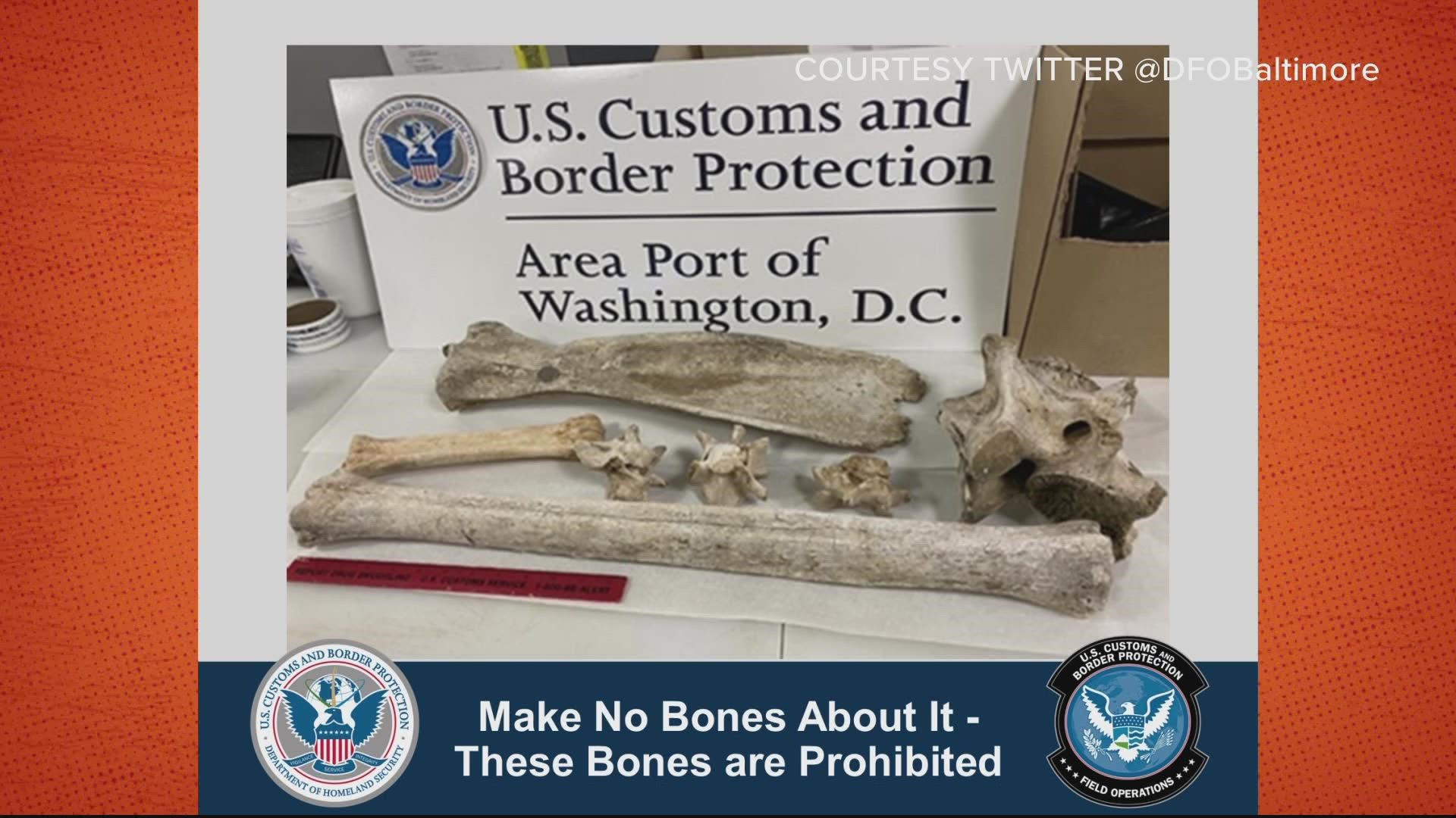 The bones were seized at the request of the U.S. Fish and Wildlife Service.