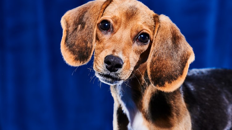 Beagle puppy rescued from Virginia breeding facility to play in Puppy Bowl XIX