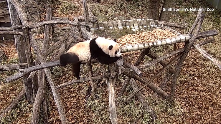 Young panda at Smithsonian's National Zoo gets time to play without mom around