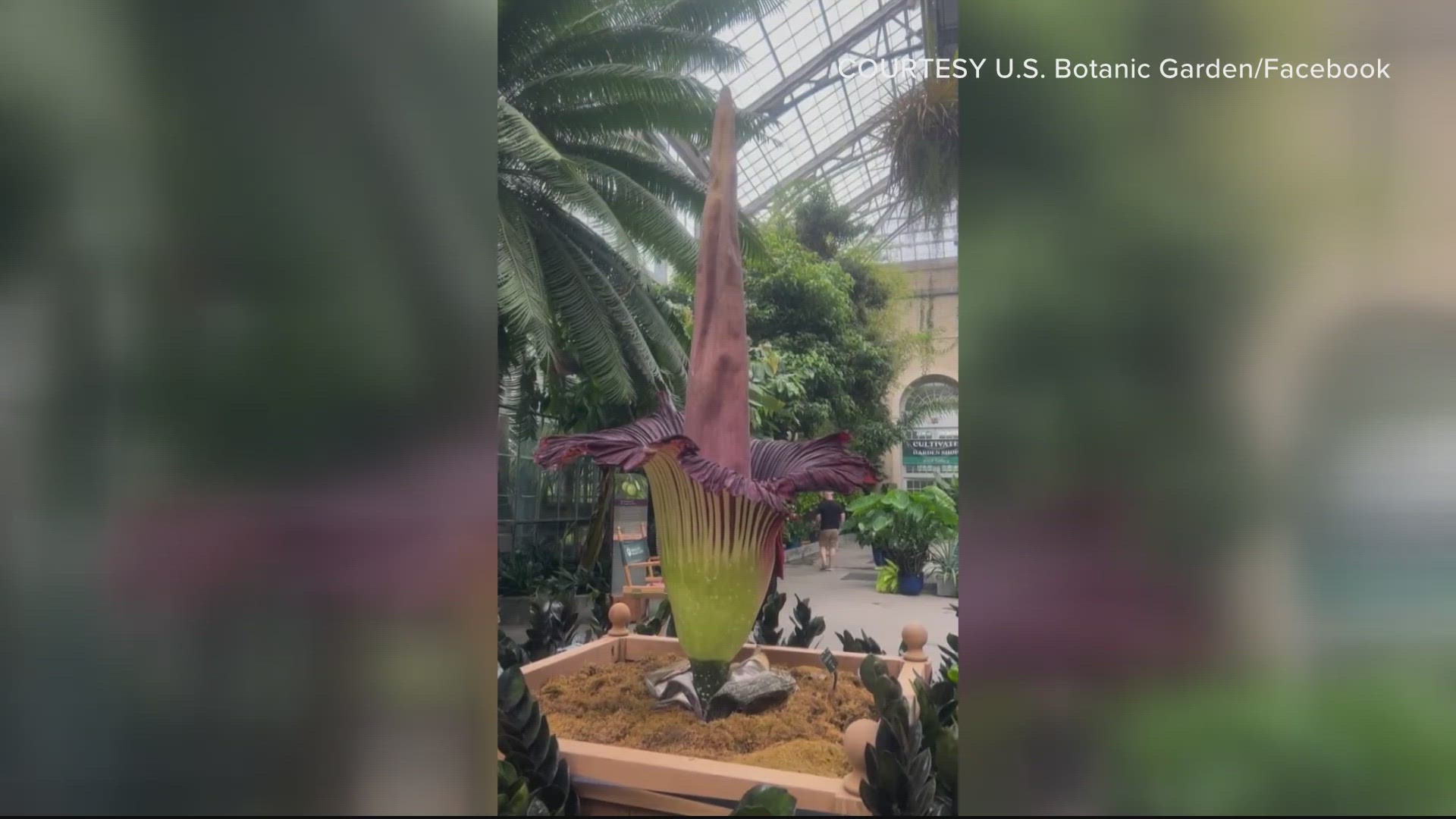 Corpse flower 2023 1st stinky flower opens in DC