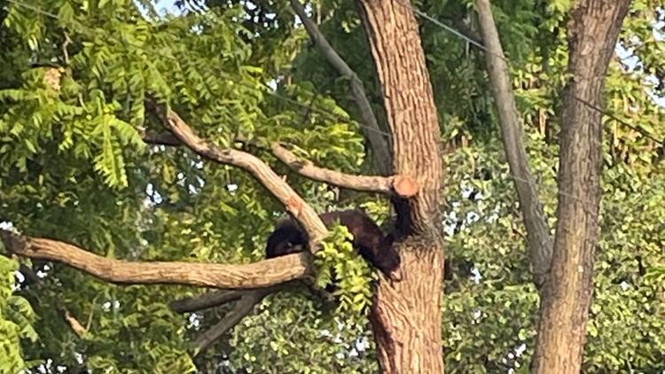 Black bear spotted in DC tree, roaming around NE released in remote area of Maryland