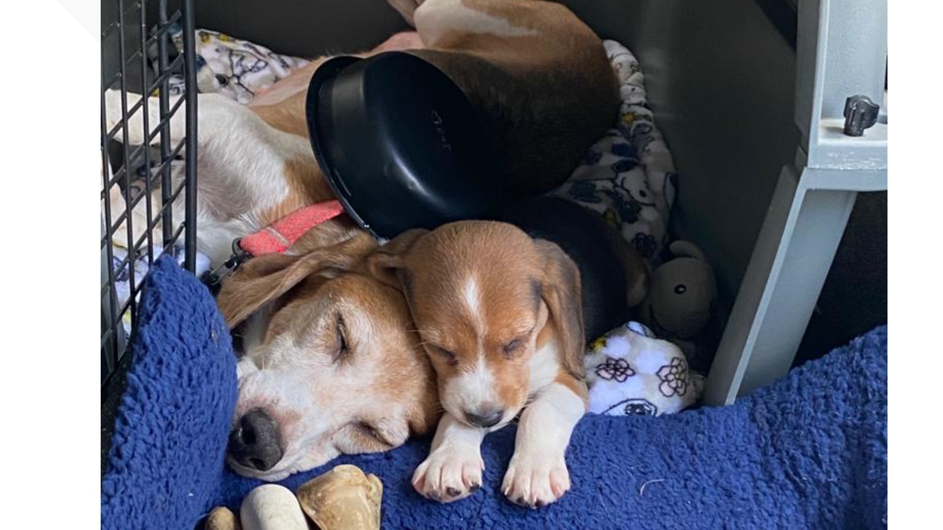 Envigo beagle adopted by Prince Harry and Meghan Markle | wthr.com