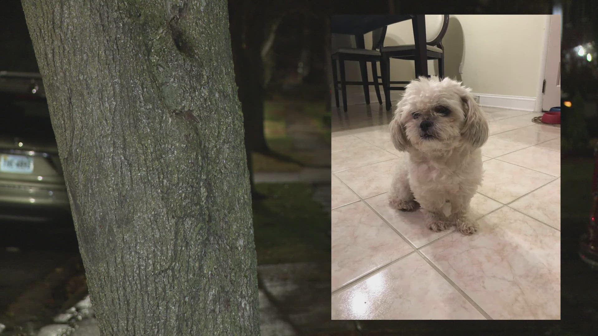 She told WUSA9 her dad tried to jump forward and stop the larger dog, but it had already taken off with Coco in it's mouth.