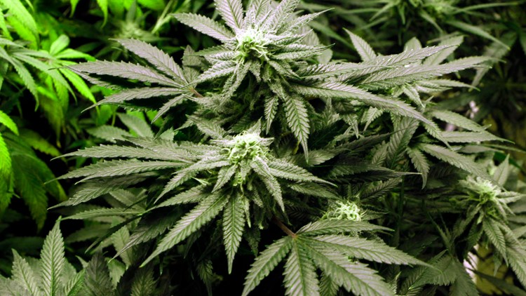 Arkansas could see recreational marijuana on the 2022 ballot
