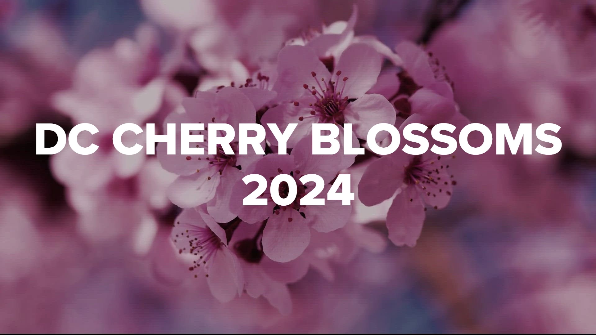 DC cherry blossoms 2024 What to know