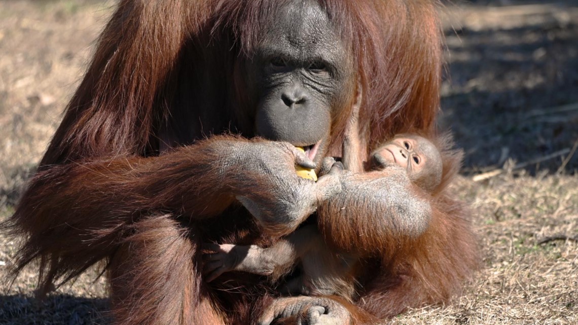 Orangutan learns to nurse from breastfeeding zookeeper | fox43.com